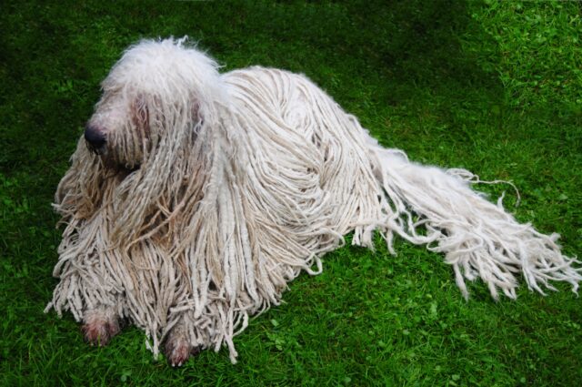 Komondor, salute e benessere: come prendersi cura al meglio di questo cane