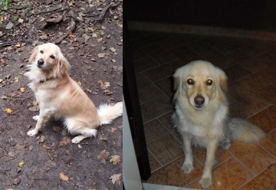 cagnolina seduta per terra