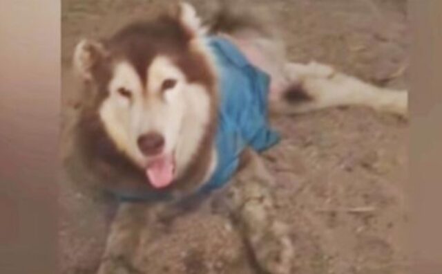 Questo Alaskan malamute aveva le zampe distrutte, eppure si comportava in modo particolare