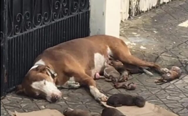 Mamma cane cerca di proteggere i suoi cuccioli appena nati dopo che il loro padrone li ha abbandonati