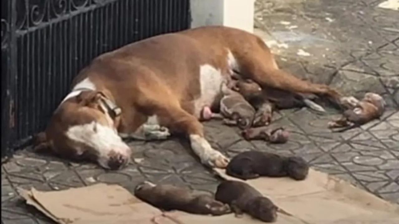 cane con i propri cuccioli