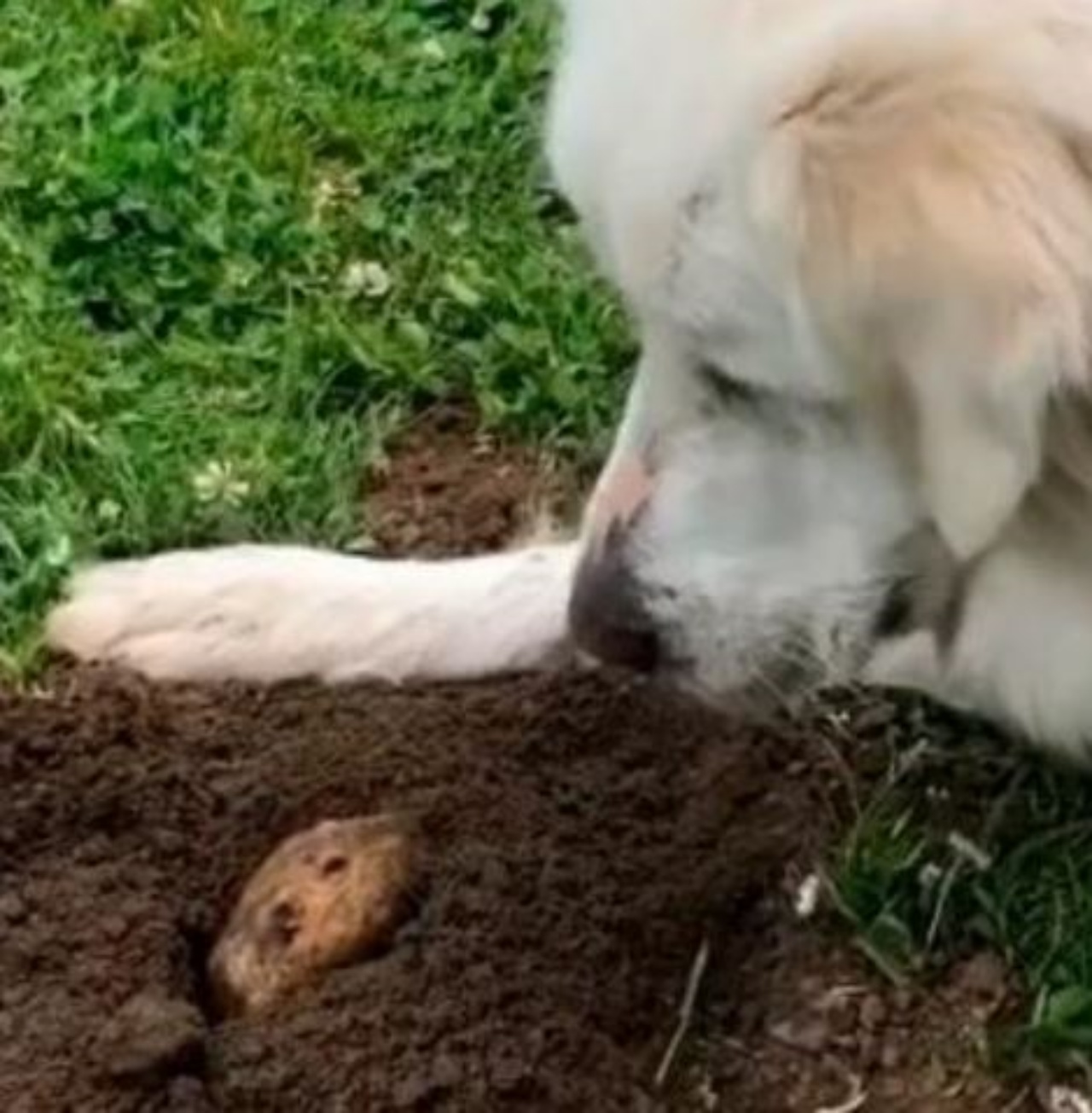 Una marmotta insieme ad un cane