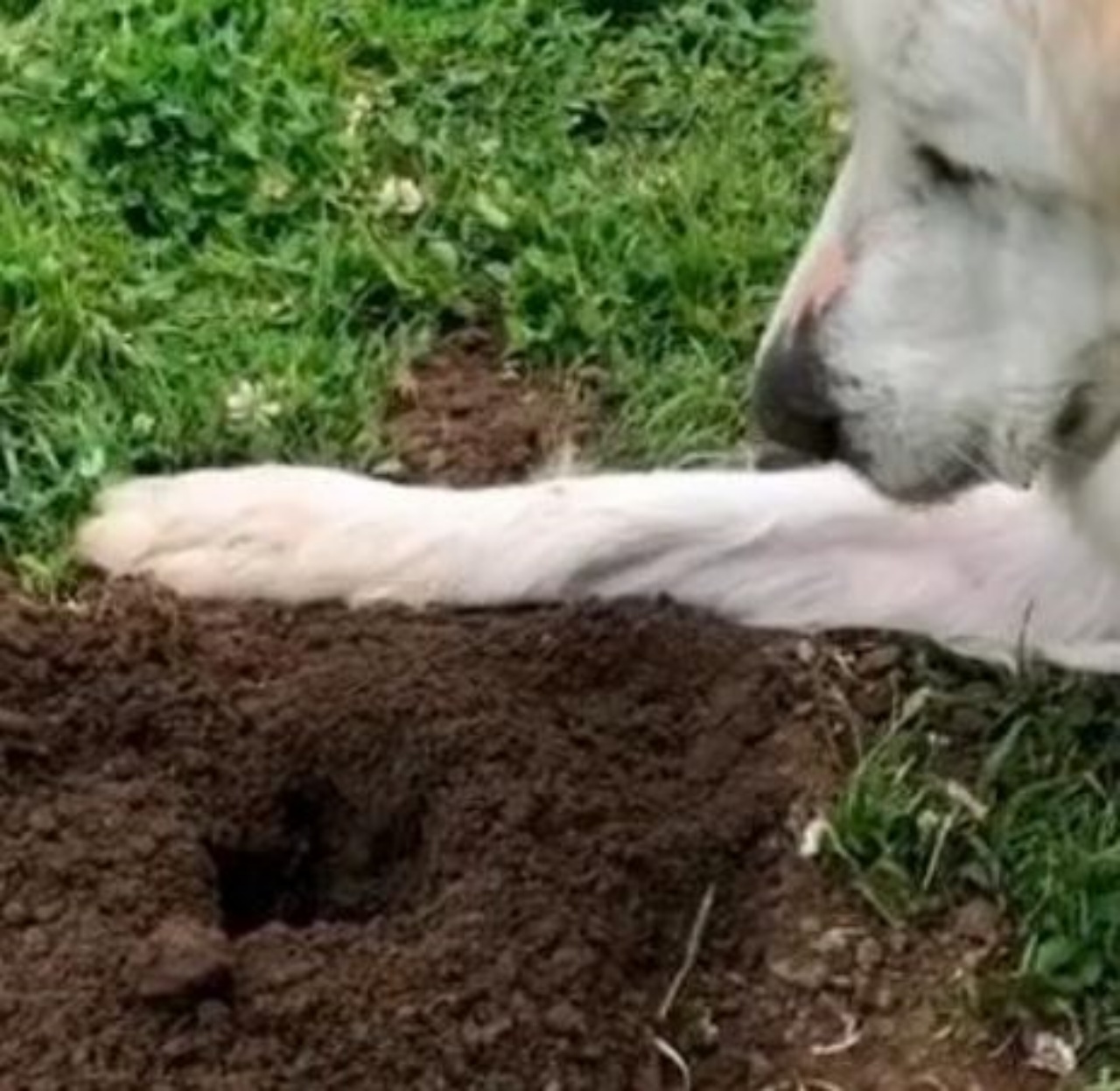 Un cane bianco insieme ad una buca 