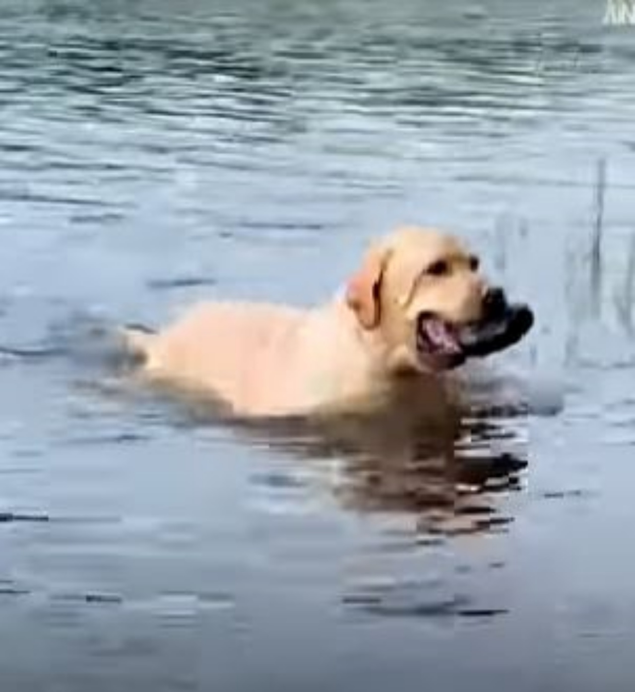 Un cane di nome Max che esce dall'acqua con qualcosa in bocca

