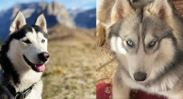 due cani siberian husky vengono smarriti