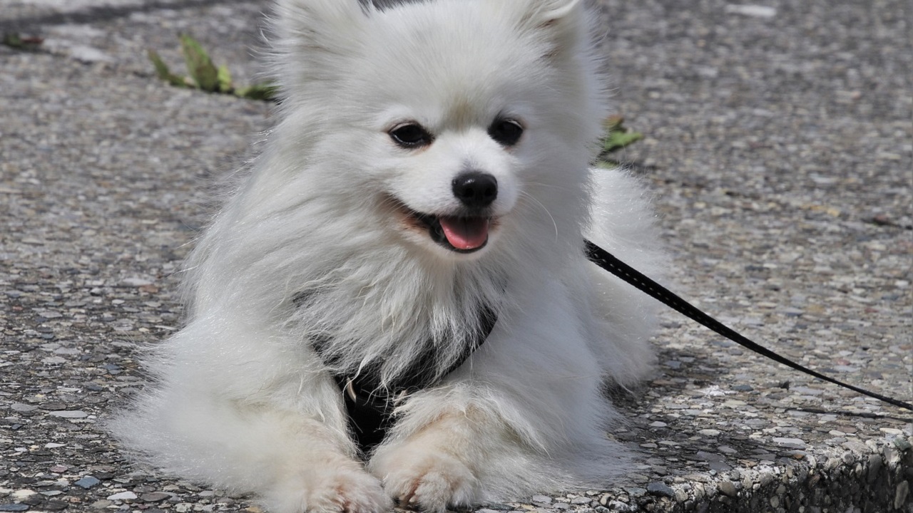 Cane bianco con il guinzaglio