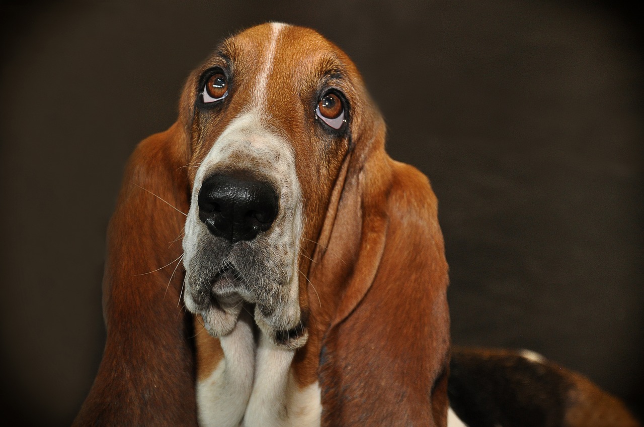 Cane bassotto con sguardo triste