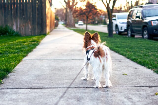 Cane che passeggia in strada