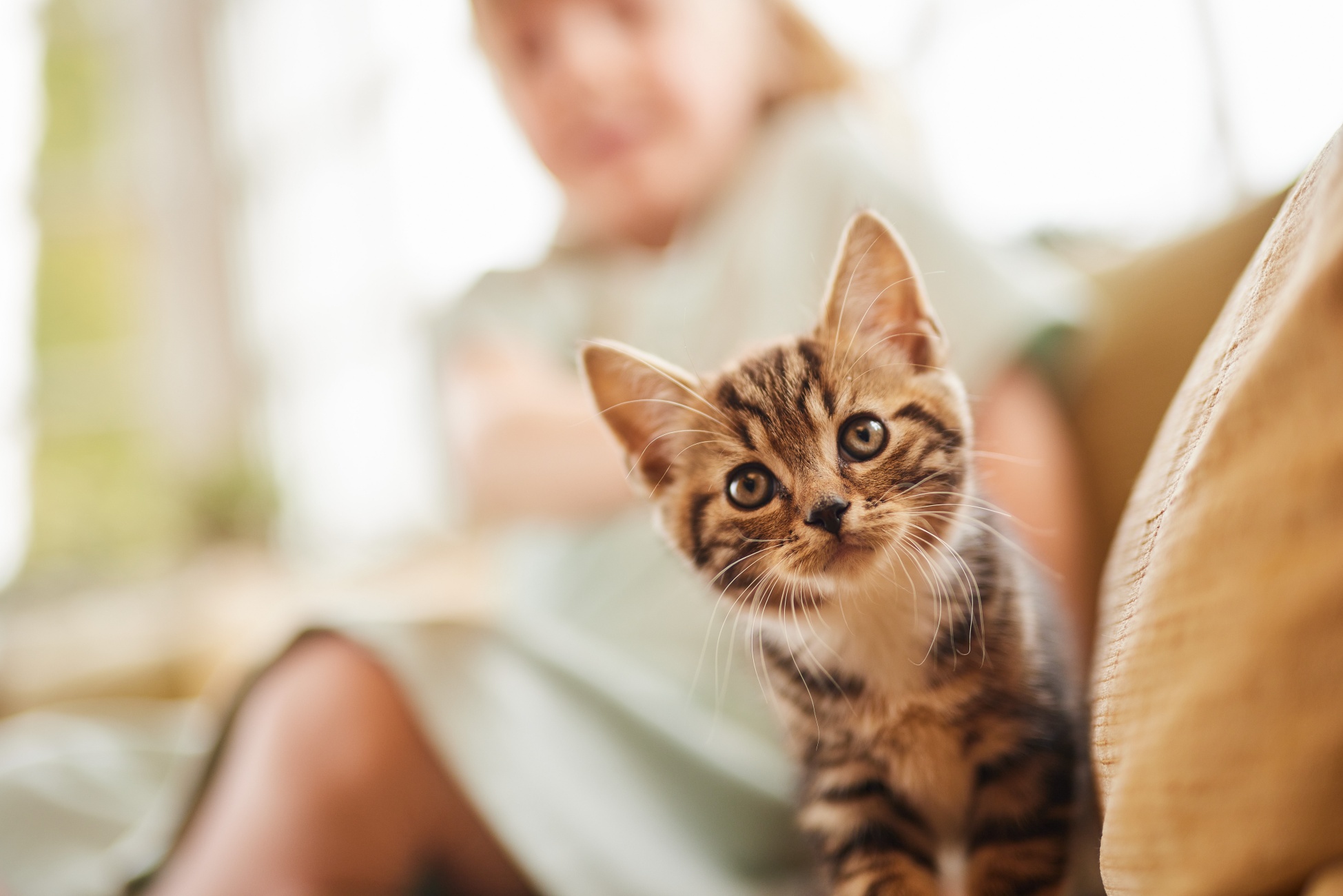 gattino che fa una nutrizione sana