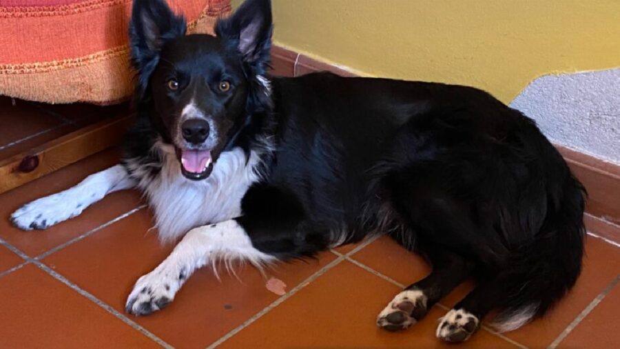 cane border collie pelo nero bianco