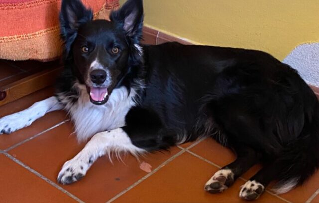 Paterno, Border Collie di 2 anni e mezzo sparisce all’improvviso, aiutiamo il cane Sirius a tornare