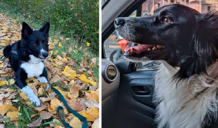 cane al guinzaglio tra le foglie