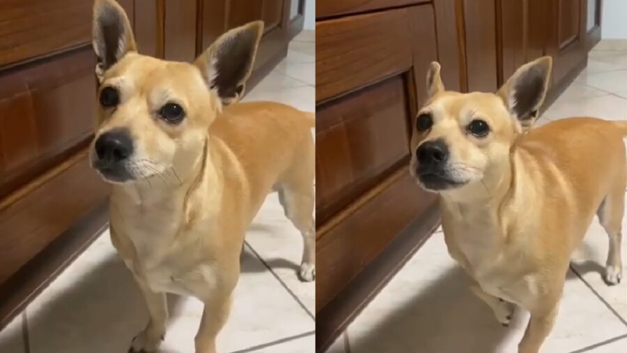 cagnolino meticcio pelo chiaro