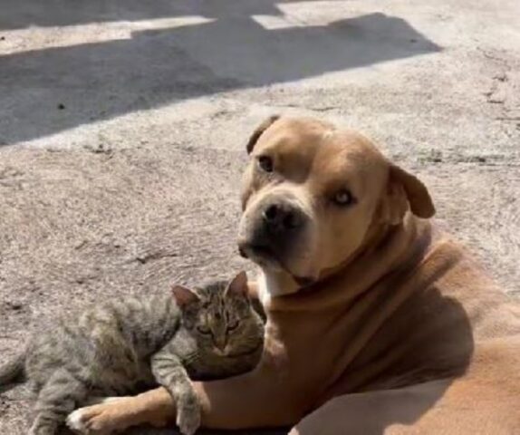Un cane di razza Pitbull con un gatto