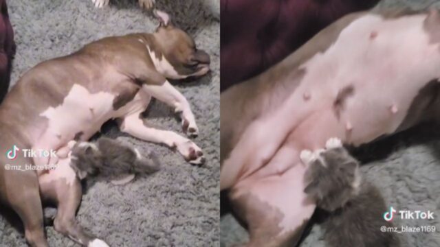 Una donna torna a casa e trova la sua Pit Bull intenta ad allattare un cucciolo davvero speciale