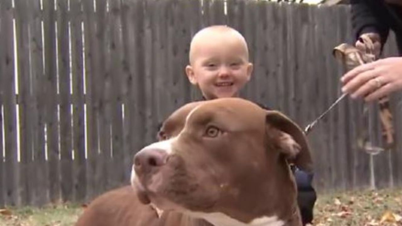 Un cane di razza Pitbull con un bambino di nome Jason
