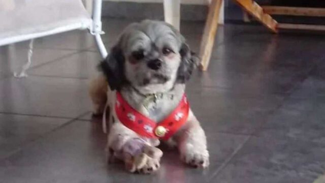 Porta il cane a toelettare, riceve le sue ceneri: la triste storia ha fatto il giro del mondo