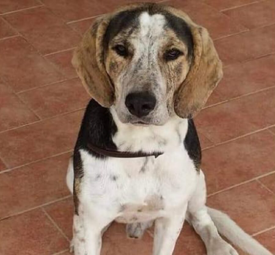 cagnolino meticcio orecchie pendenti