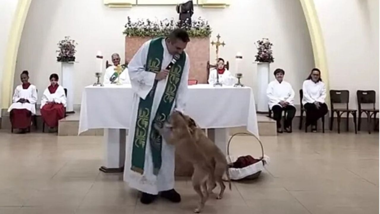 cani fanno le feste al prete 
