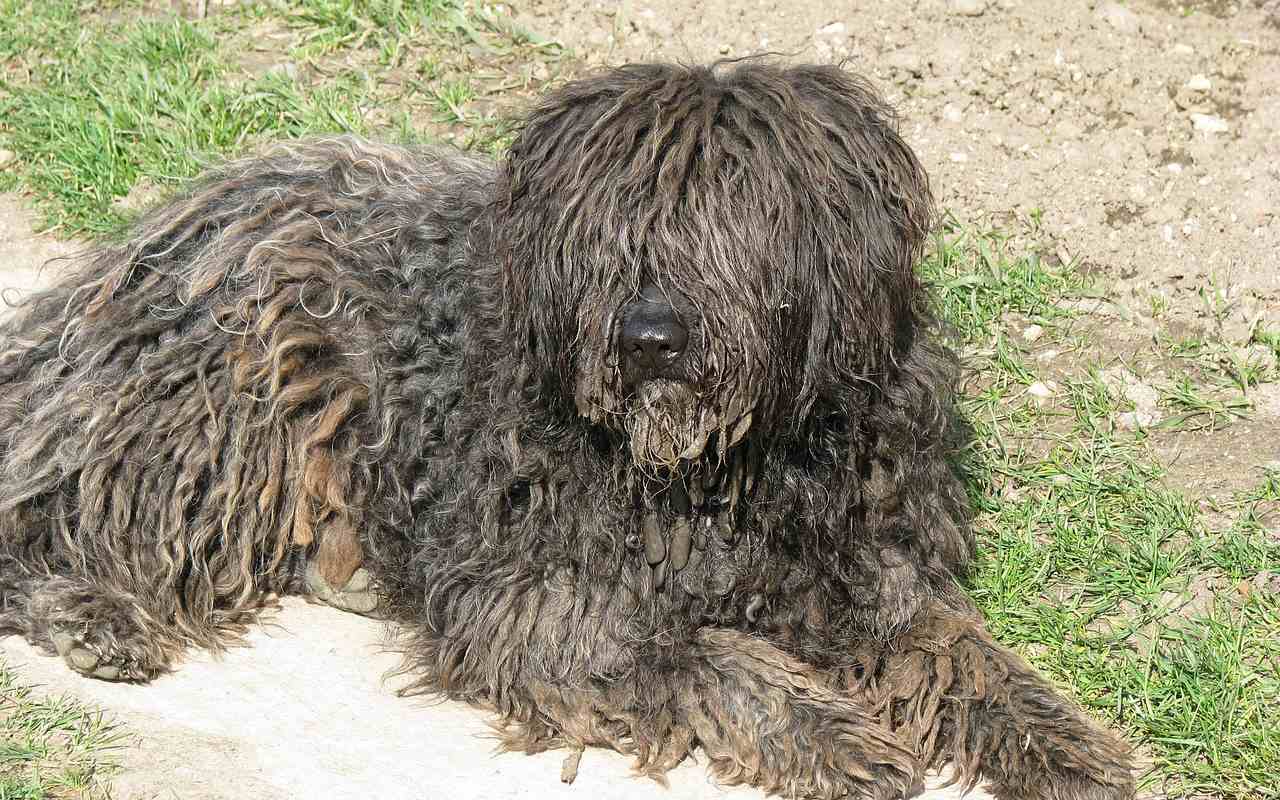 cane col pelo infeltrito