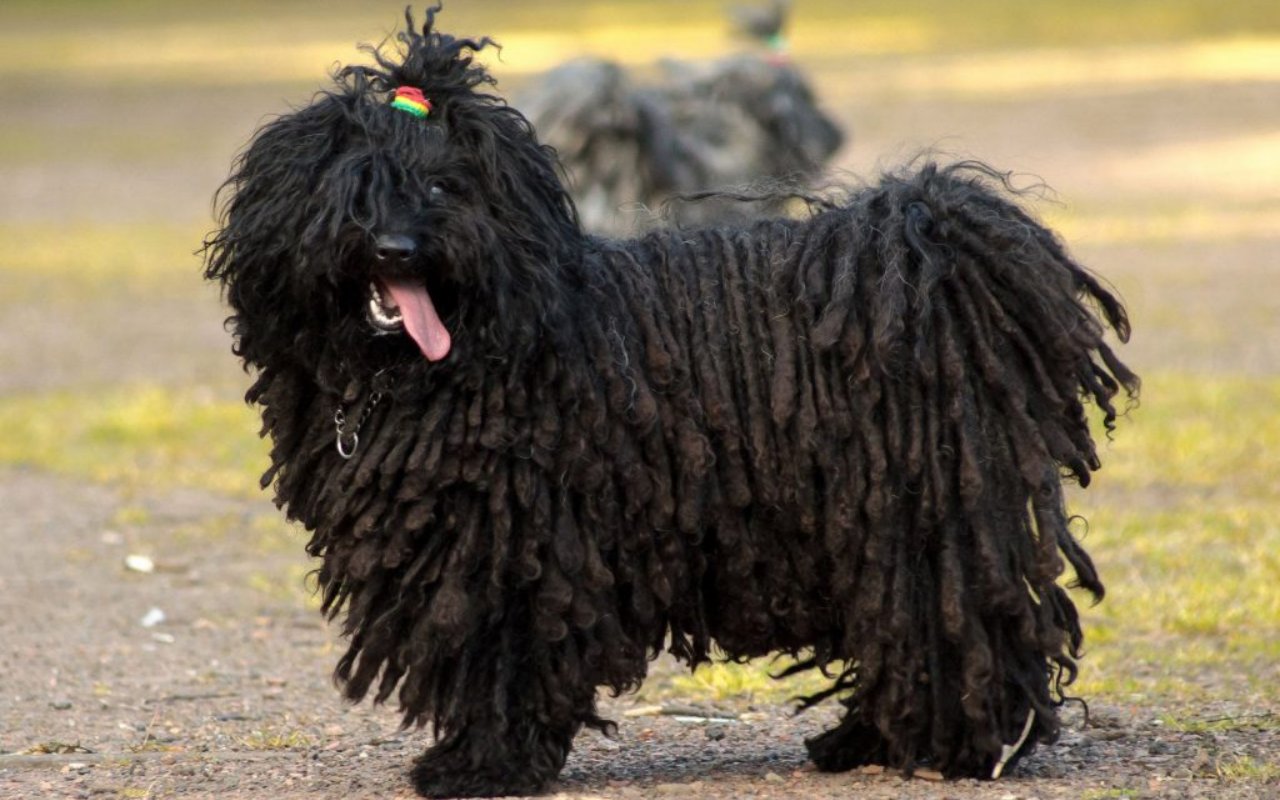 cane nero con il pelo a rasta