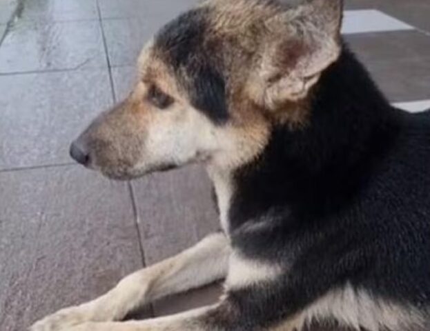 Ha aspettato il padrone fuori dal negozio per giorni: per questo cane, però, è arrivato il lieto fine