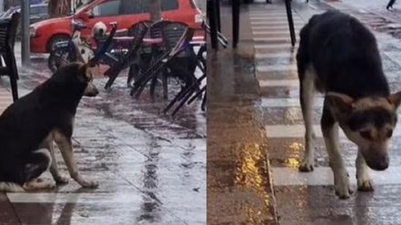 Cane sotto la pioggia in strada