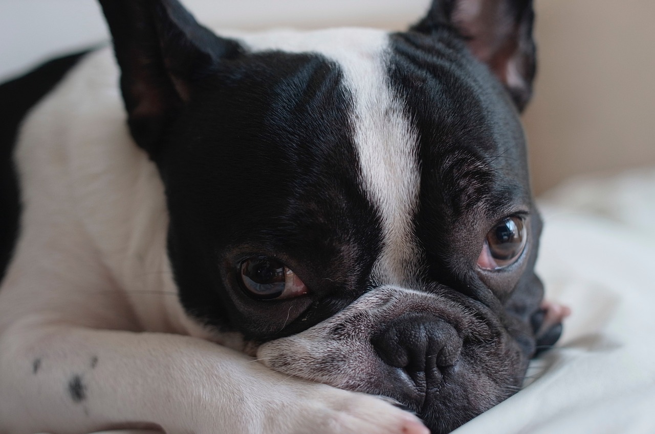 Bulldog francese con lo sguardo assonnato