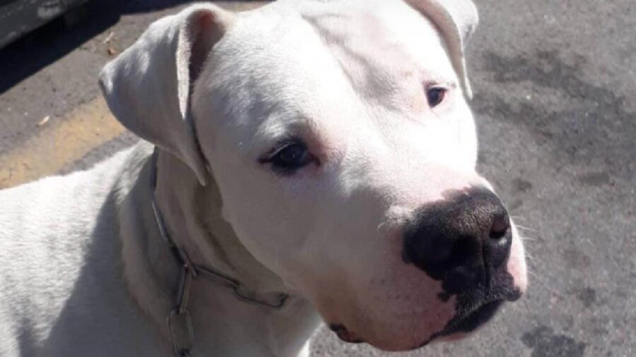 cane dogo argentino