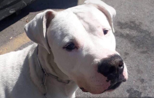 Roma, in fuga un cane di nome Ethan, aiutiamo il Dogo Argentino a tornare dalla sua famiglia