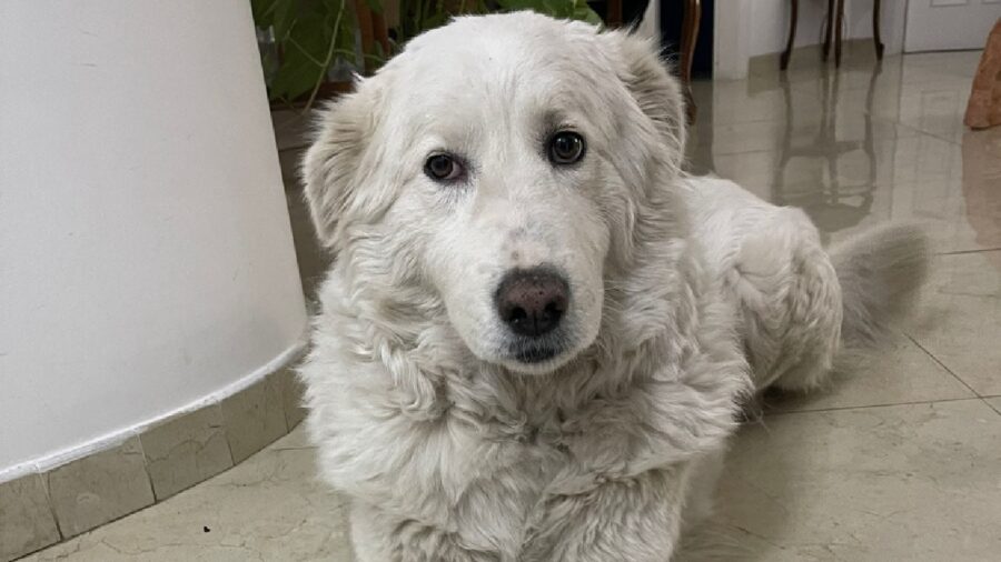 cagnolina pelo bianco sporco