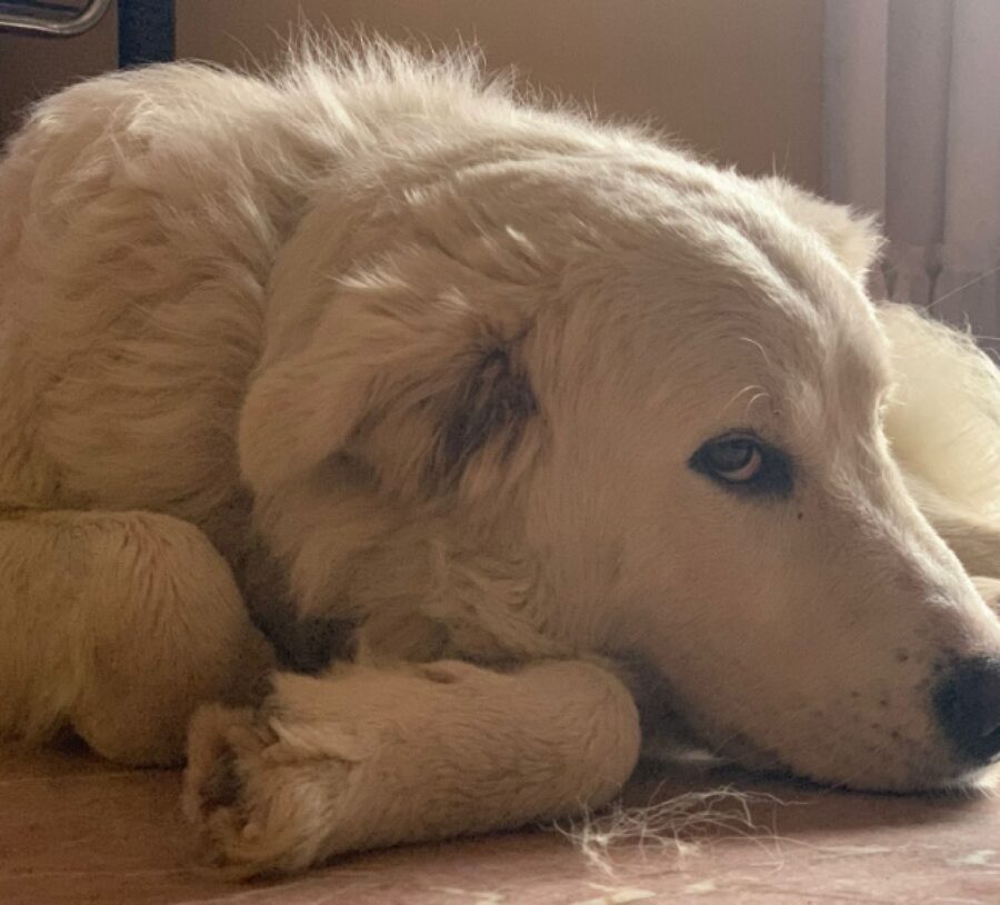 cagnolina distesa per terra