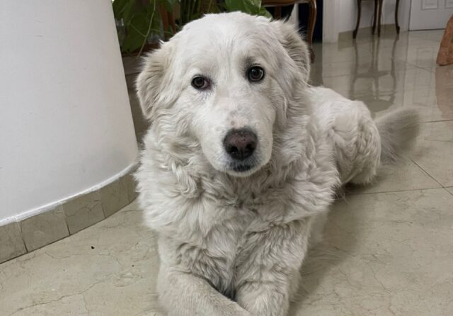 Rovito, simil Maremmano viene smarrita, questa cagnolina di nome Luna cerca la strada del ritorno