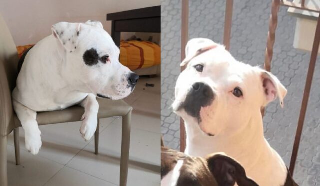 Santa Venera, si è perso un cane Pitbull di 6 anni, Zeus non può essere svanito nel nulla