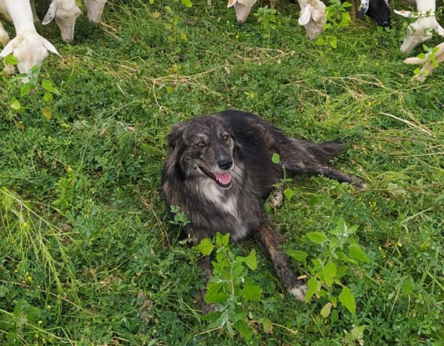 cagnolina insieme al greggio