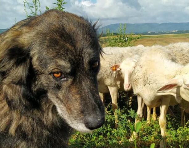 Scarperia e San Piero, si susseguono gli appelli per ritrovare Tigre, la cagnolina risulta dispersa da settimane