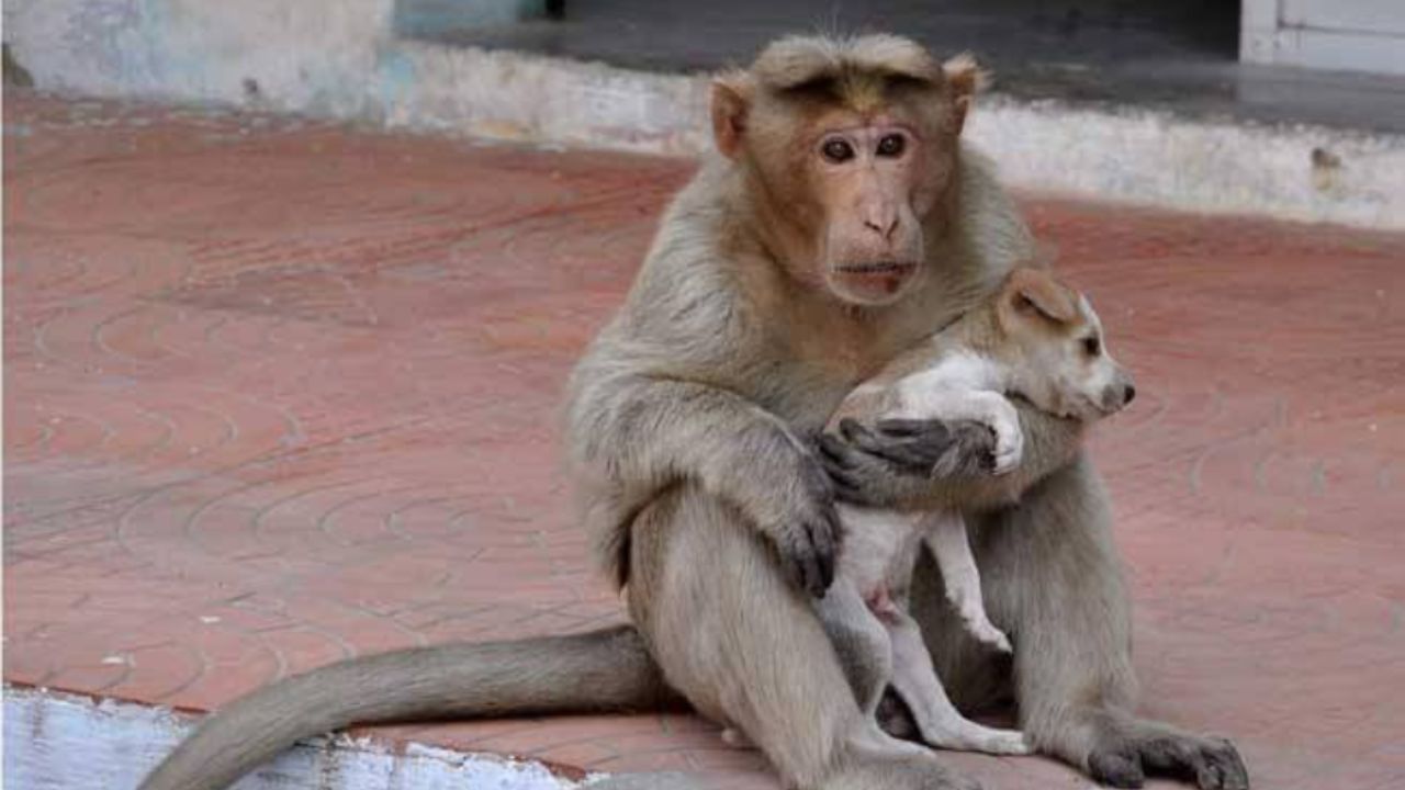 cucciolo bianco e marrone con scimmia