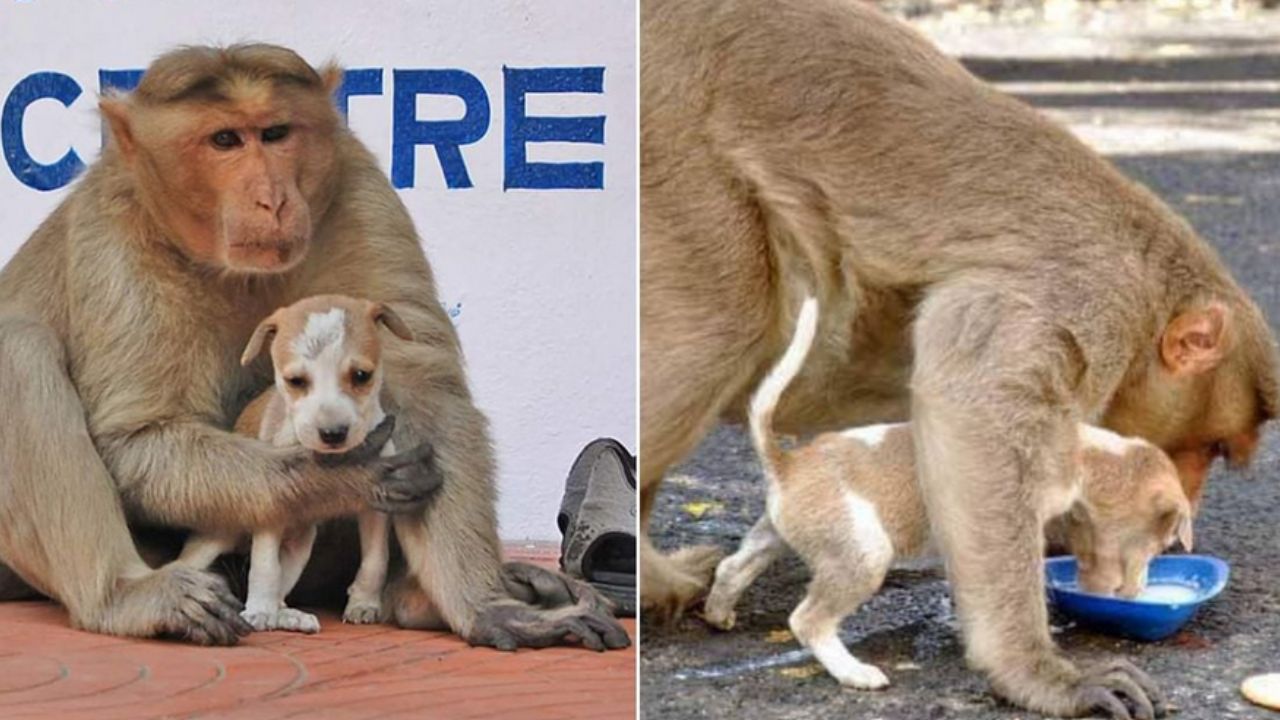 cagnolino che beve il latte con una scimmia