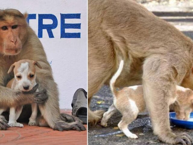 Il cucciolo abbandonato viene adottato da una scimmia: la loro storia è un crescendo di tenerezza