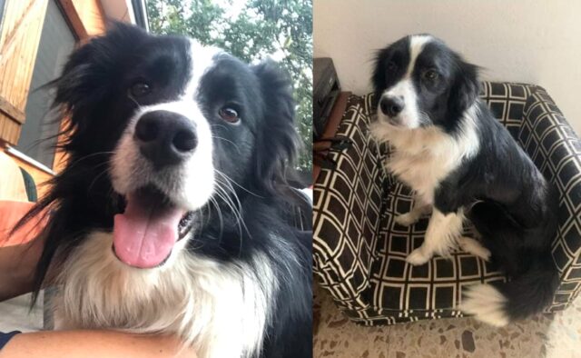 Sinnai, scappa via smarrendosi un cane Border Collie di grossa taglia, rintracciare Sirius non sarà facile