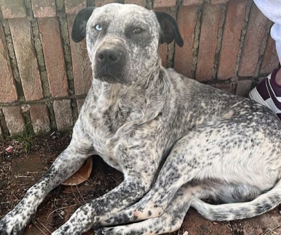 “Mi scacciavano per la mole non sapendo che era più grande il mio cuore”: la struggente lettera di un cane randagio
