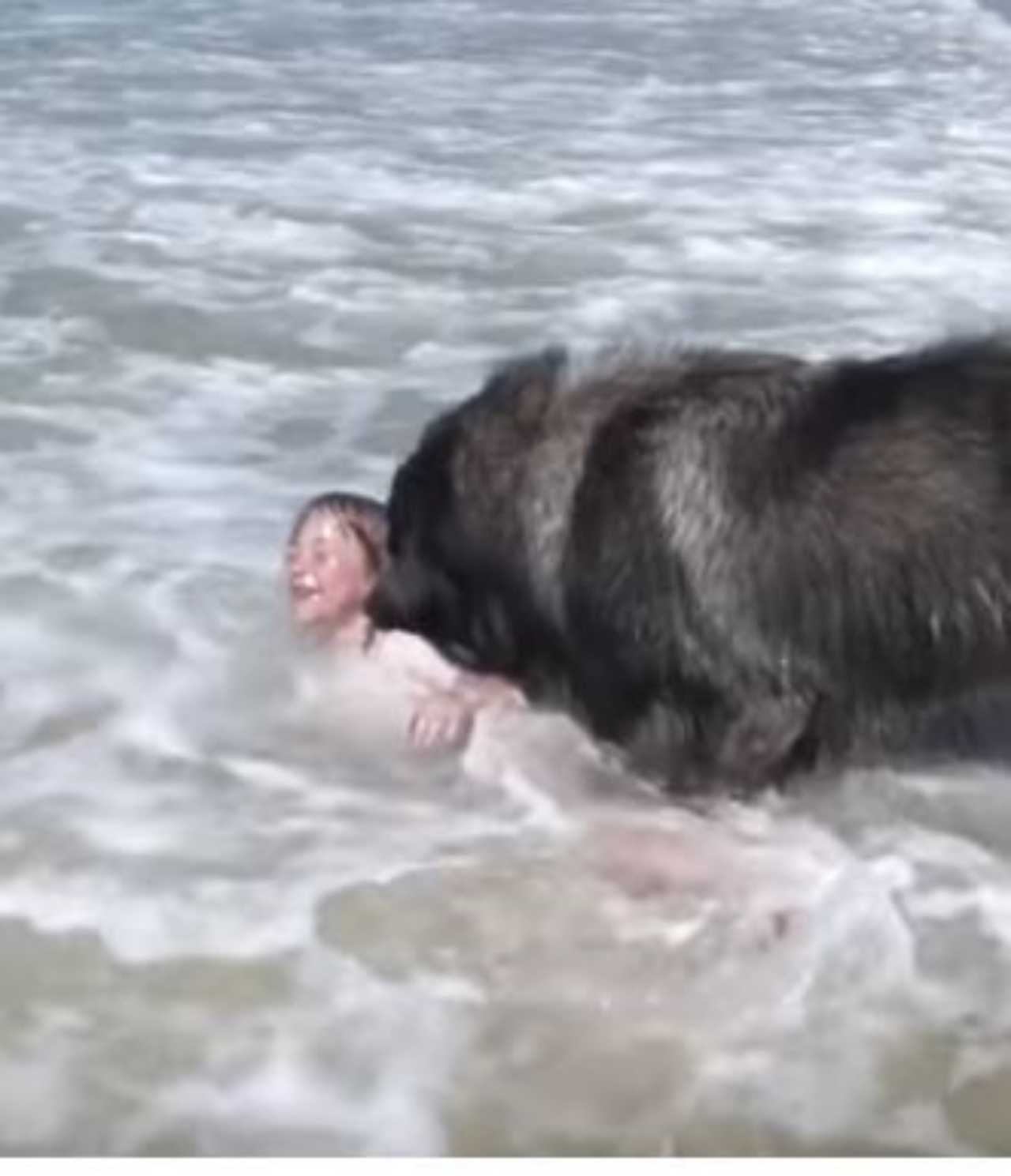 Un cane di razza Terranova in acqua insieme ad una bambina