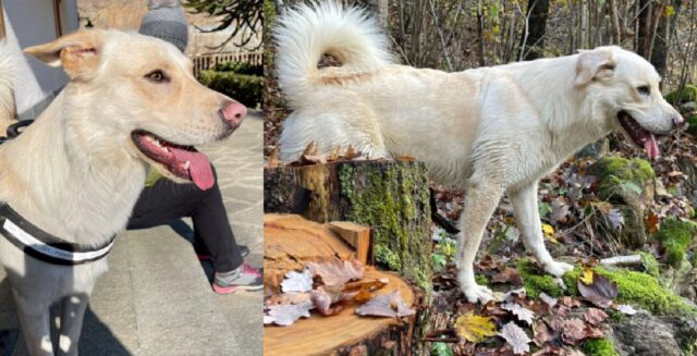 Torino, Marley trova il modo di scappare e dileguarsi, si cerca un cane meticcio dal pelo beige