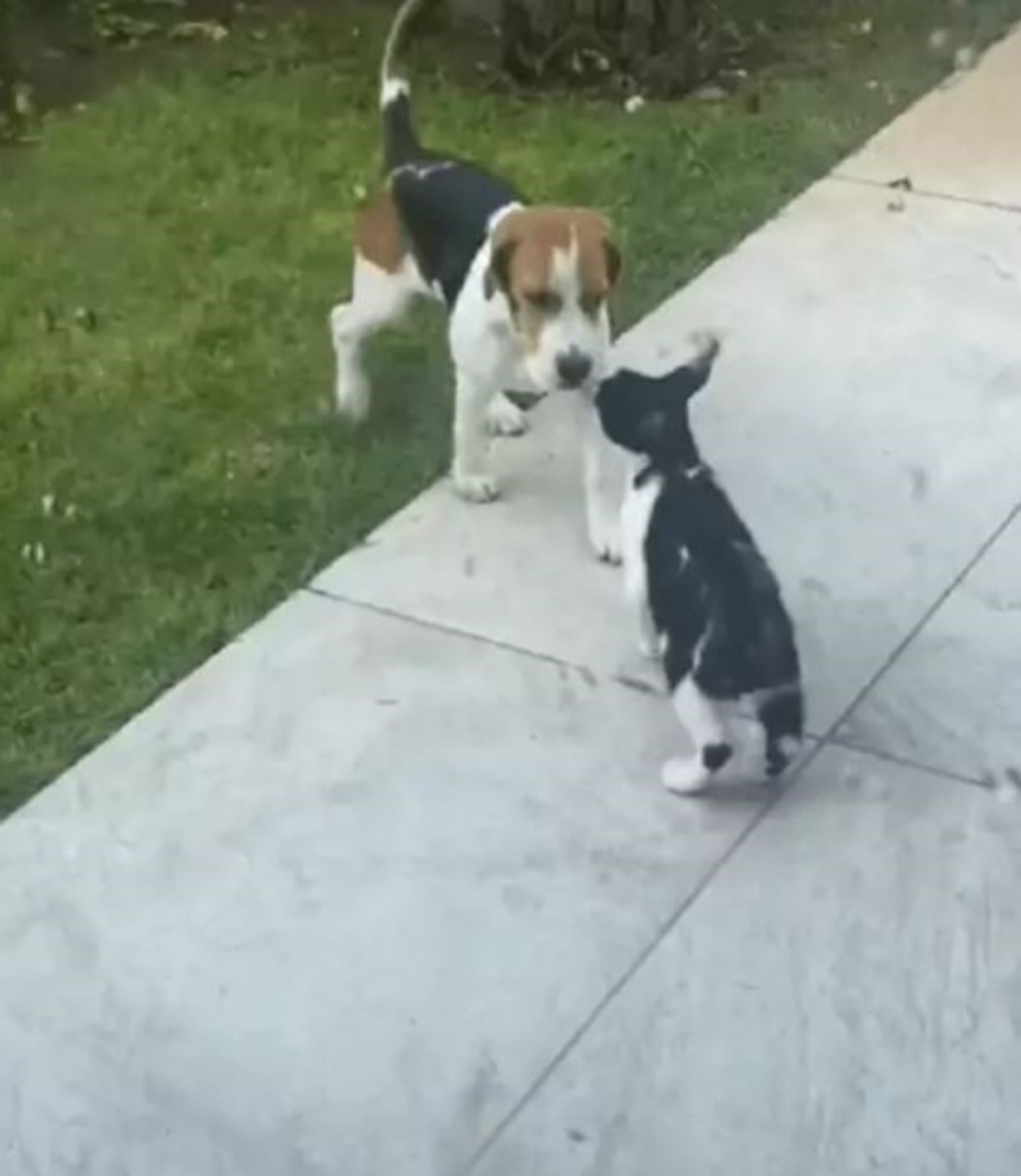 Un gatto con un cane di razza Beagle che si annusano