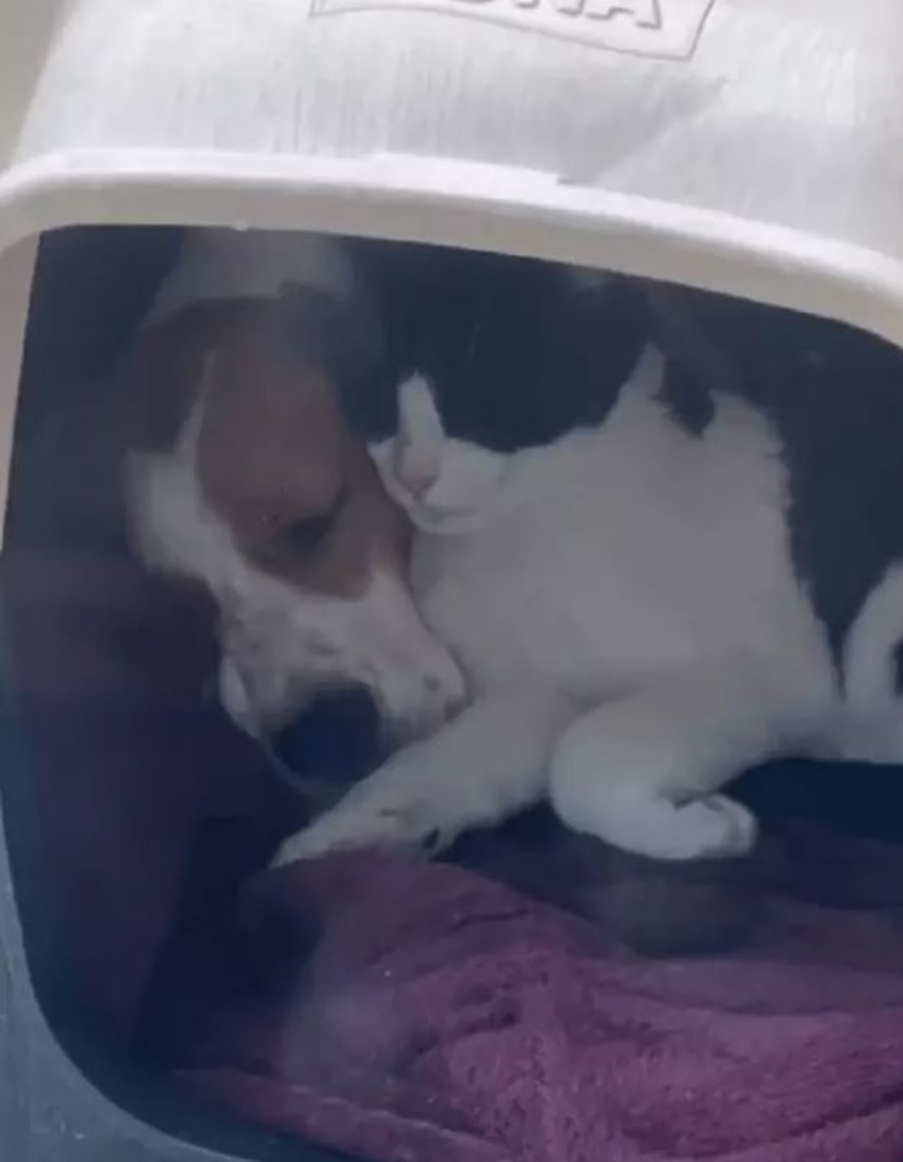 un gatto e un cane dentro un trasportino