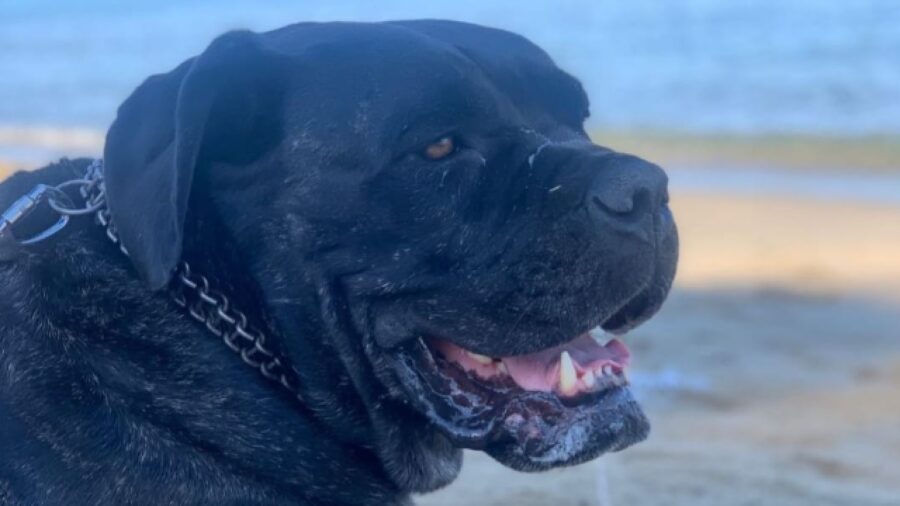 jenny scomparsa cane corso femmina