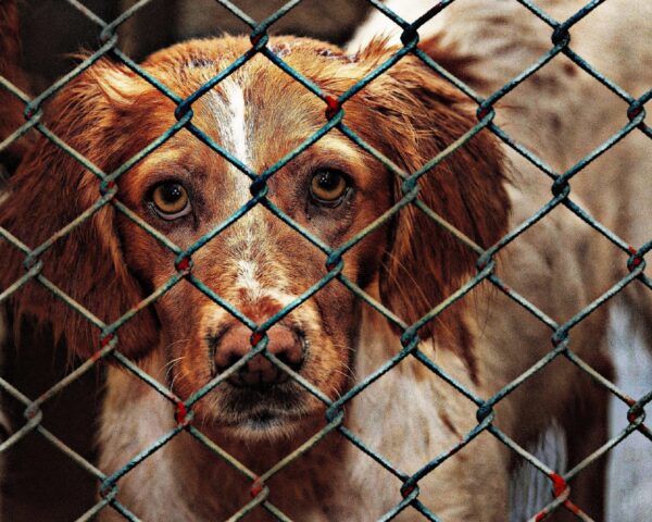 Vittima di orrori e sevizie, questo cane ha finalmente ricevuto la giustizia che meritava