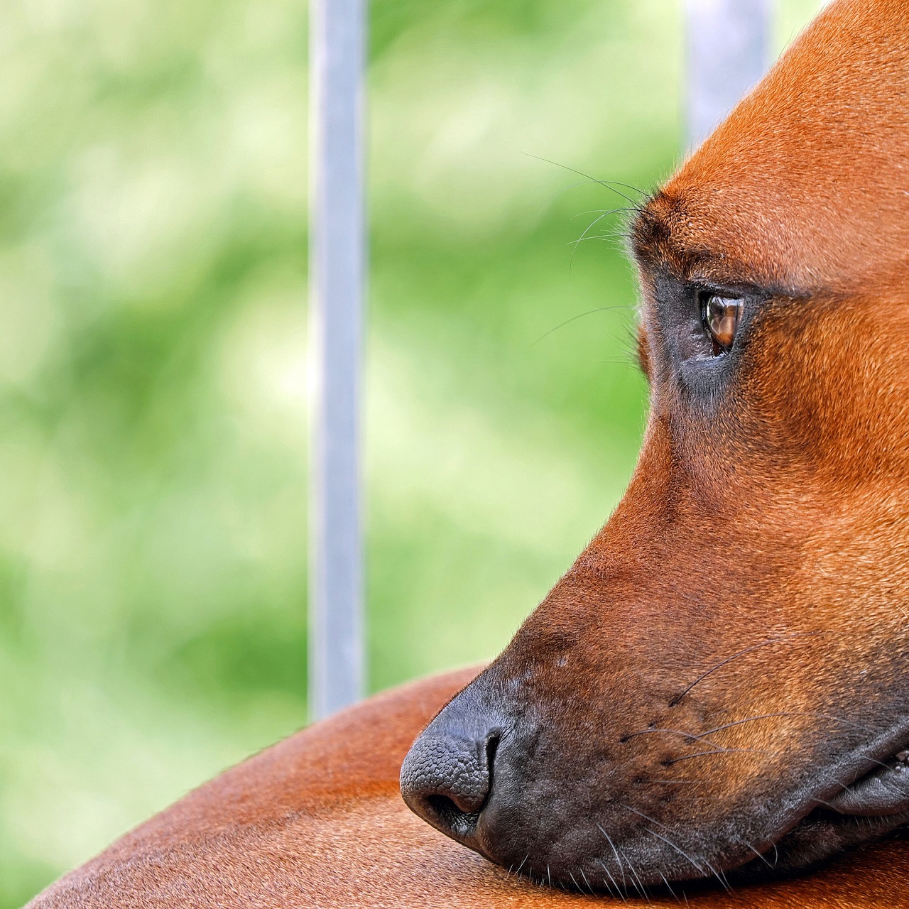 Muso triste del cane