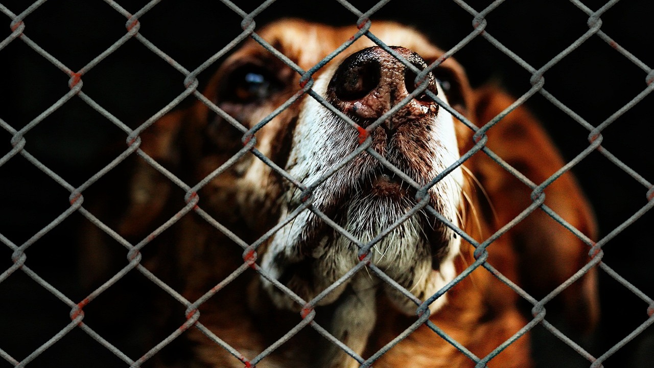 Cane in cerca di aiuto in gabbia