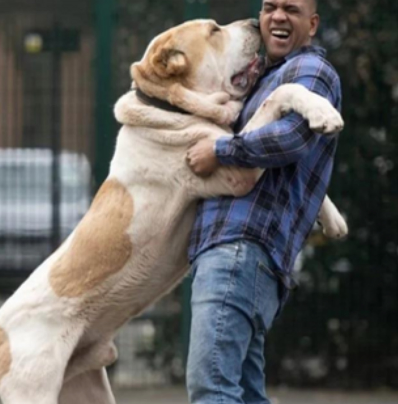 Cane abbraccia il suo umano